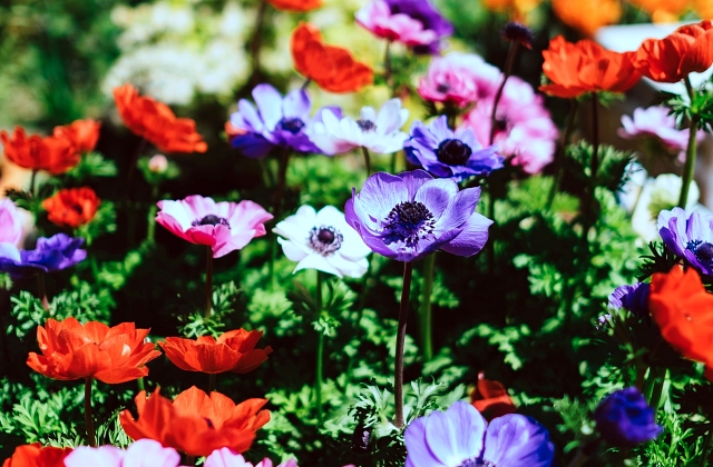 Landscaping Plants