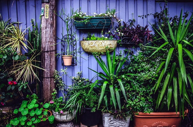 Landscaping Plants