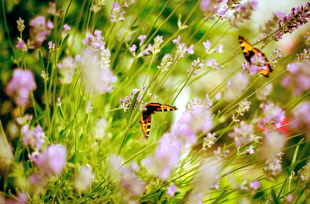 Landscaping Plants