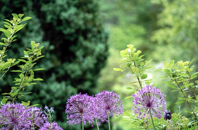 Landscaping Plants